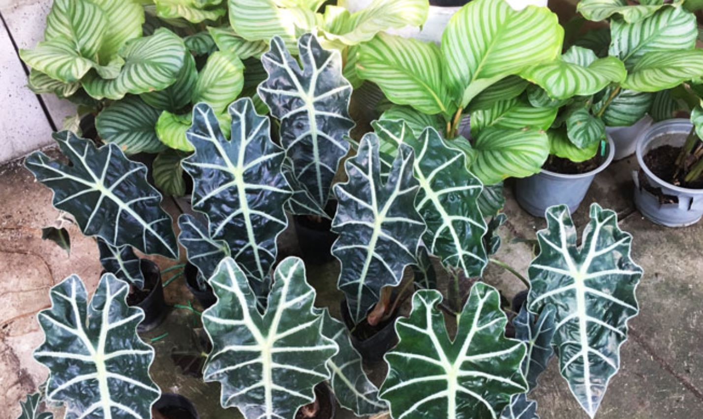 C&ocirc;ng dụng của c&acirc;y M&ocirc;n Quan &Acirc;m